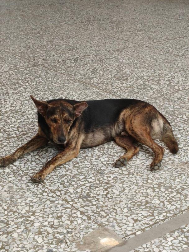 建國校區犬隻大吉或咖啡