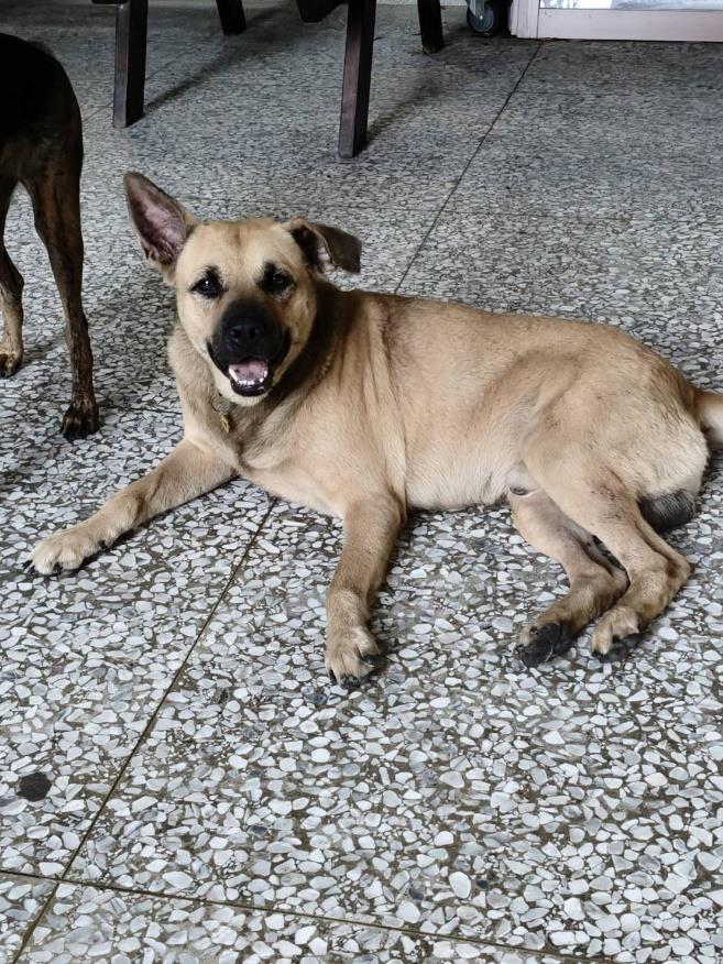 建國校區犬隻大黃