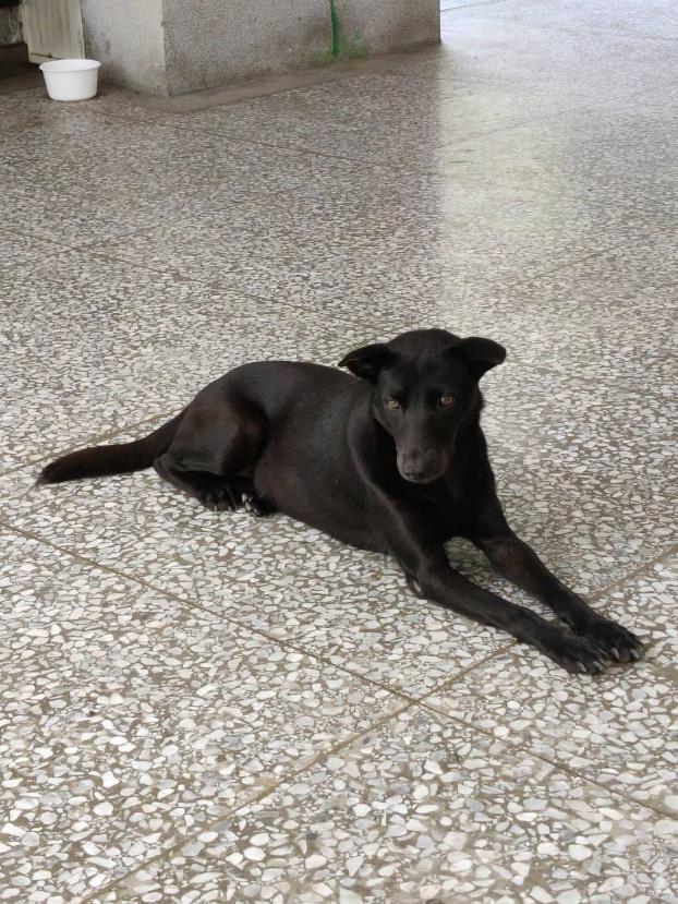 建國校區犬隻如意
