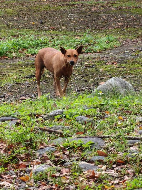 建國校區犬隻小黃