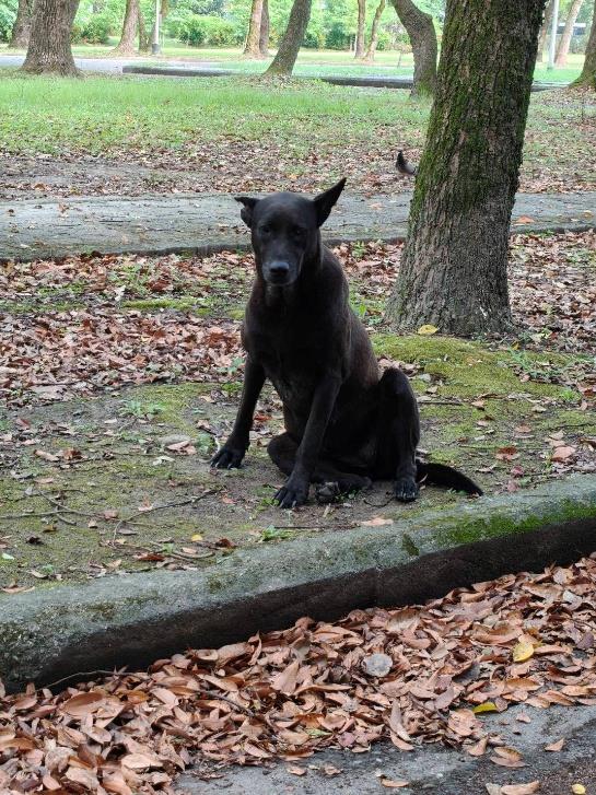 建國校區犬隻小黑