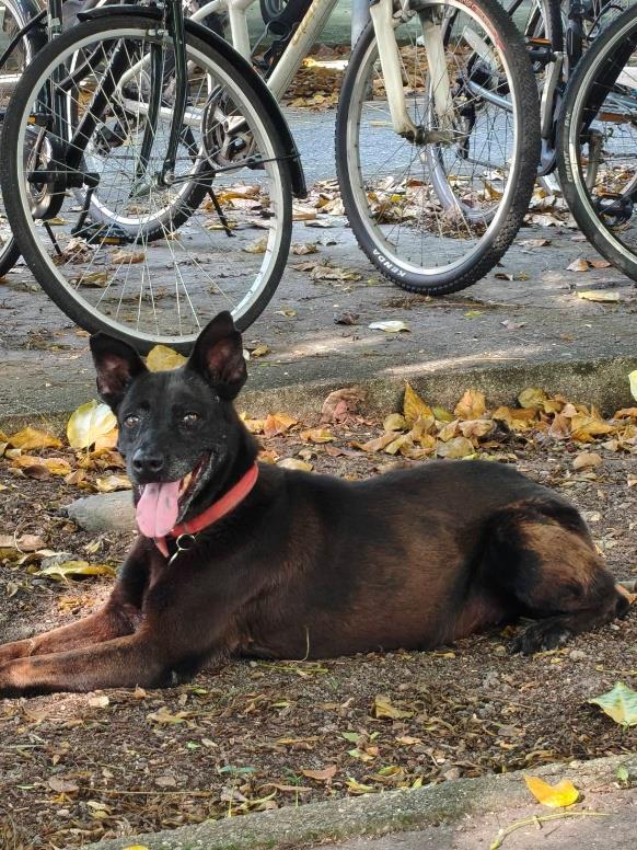 建國校區犬隻茶妹